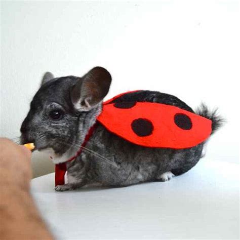 Ladybug / ladybird costume. Chinchilla pet Halloween costumes by la Marmota Café. | Chinchilla ...