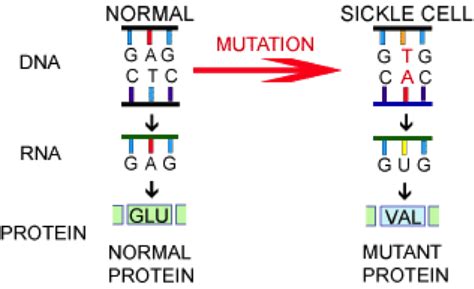 Unit 2-2: DNA, Mutation, and Evolution – The Biology Classroom