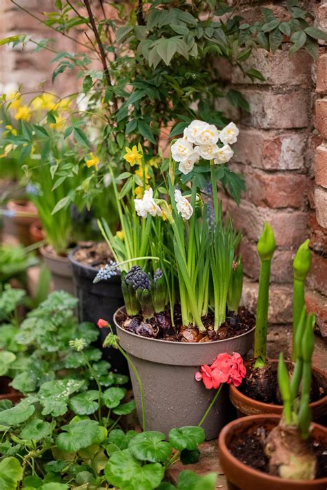 How to Plant Summer Bulbs - Curbly