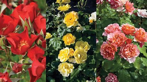 Star Roses and Plants wins three awards from the AGRS testing program ...