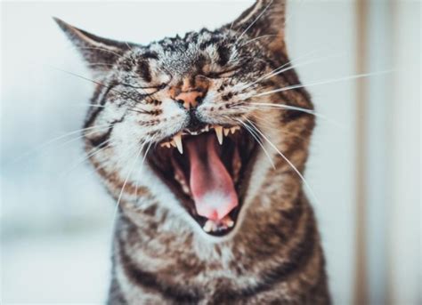 Is It Normal for Cats to Lose Their Teeth? | PetMD