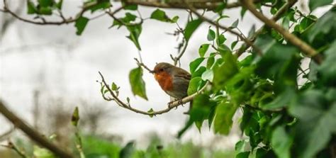 Birds Singing in Forest Sounds | Free Sound Effects | Animal Sounds