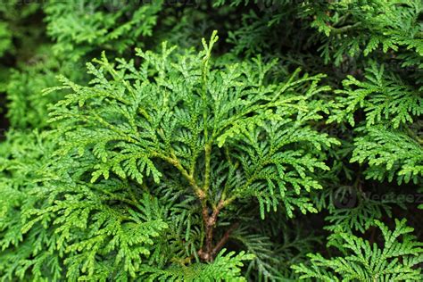 Green branches of thuja tree. Evergreen chinese cypress tui coniferous ...