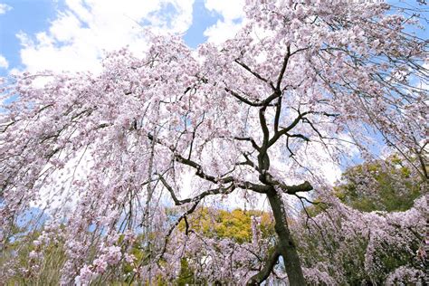 10 Varieties of Flowering Trees for Your Landscape