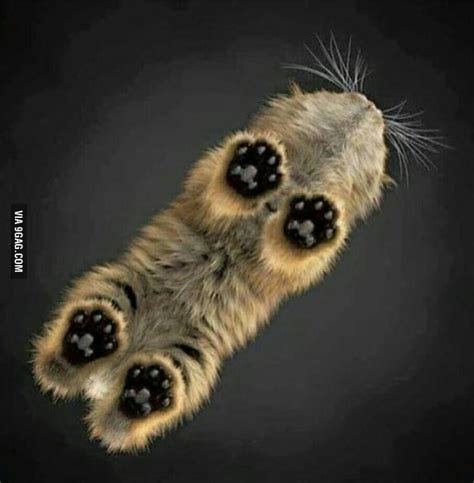 Cat paws from below.. - 9GAG