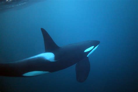 Orca Attacks in Spain Stop for First Time in Months - Newsweek