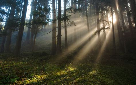 landscape, Forest, Sunlight Wallpapers HD / Desktop and Mobile Backgrounds