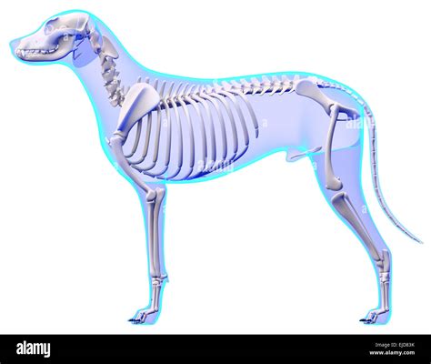 Dog Skeleton Anatomy - Anatomy of a Male Dog Skeleton Stock Photo - Alamy