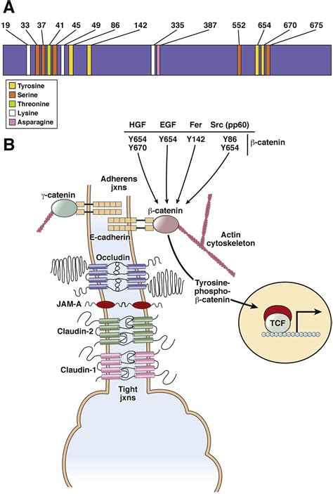 β-Catenin Signaling and Roles in Liver Homeostasis, Injury, and Tumorigenesis - Gastroenterology