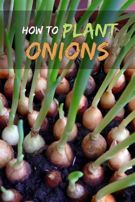 How To Plant An Onion - Farm Info