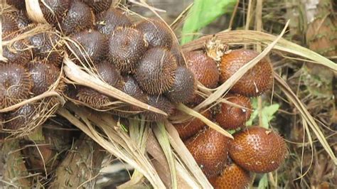 Amazing SNAKE FRUIT Tree Plantation - Tanaman SALAK [HD] - YouTube