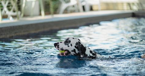 A Dog With a Ball in its Mouth · Free Stock Photo