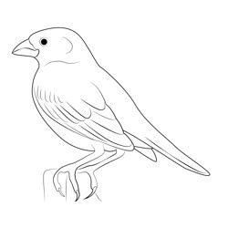 Lark Bunting Female Coloring Pages for Kids - Download Lark Bunting ...