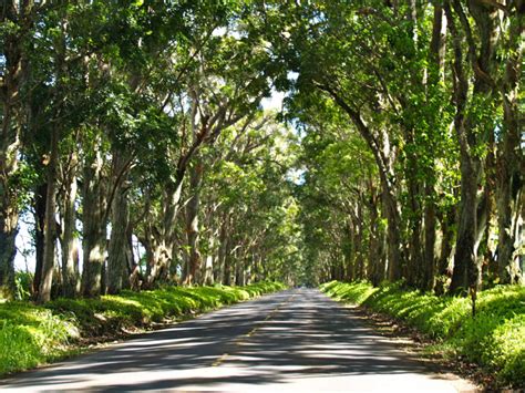 kauai tunnel of trees paintings - Google Search Tree Painting, Oil Painting, Koloa, Kauai ...