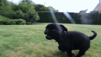 Dog Running GIF - Find & Share on GIPHY