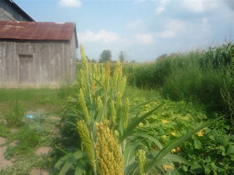 Country Living: Broom Corn