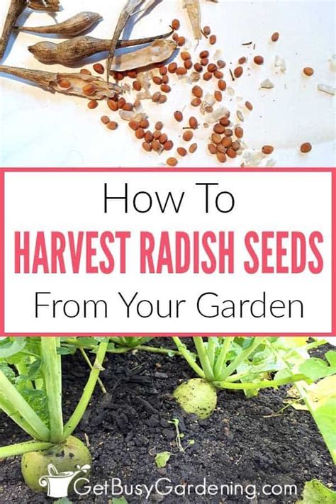 How To Harvest & Save Radish Seeds | Seeds, Garden care, Gardening for beginners