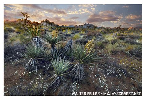 Mojave Desert Wildflowers