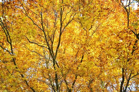 Yellow Leaves Fall - Free photo on Pixabay - Pixabay