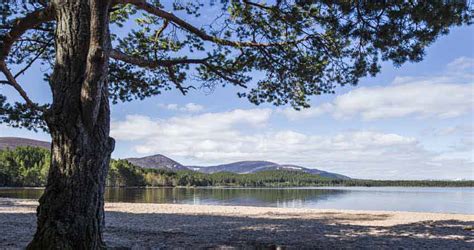 Glenmore Campsite - Aviemore | Camping in the Forest