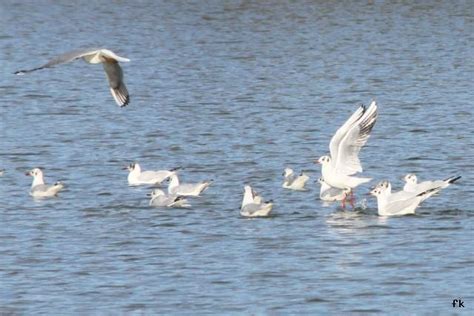 Mouette rieuse - Le monde animal