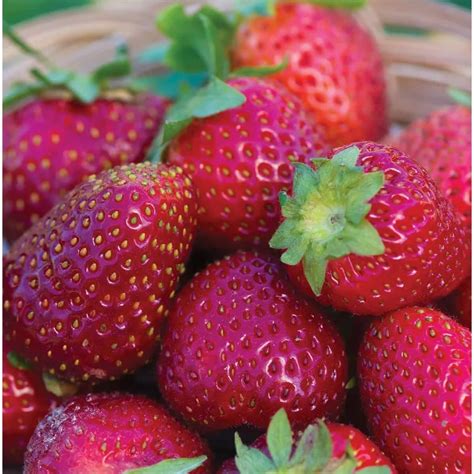 Strawberry Varieties Article Archives – Strawberry Plants