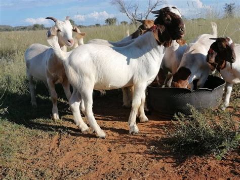 Nguni Cattle - KUHLASE LIVESTOCK FARMING