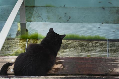 Premium Photo | A black cat watches fish swimming in Lake Vouliagmeni