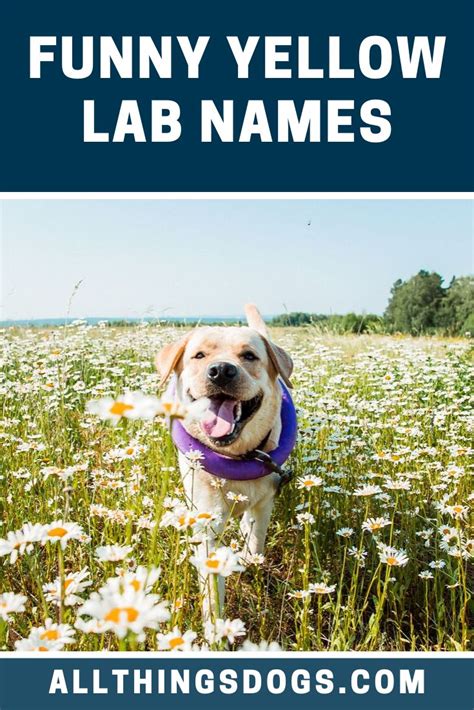 Funny Yellow Lab Names | Yellow lab puppies, Yellow lab names, Puppy ...