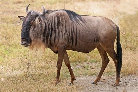 File:Blue Wildebeest, Ngorongoro.jpg - Wikimedia Commons