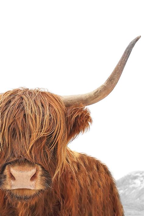 Highland Cow Print (Colour Portrait) | Highland cow art, Cow ...