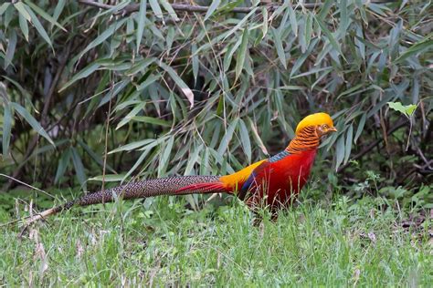 Golden Pheasant Bird Profile: Facts, Habitat & Lifespan