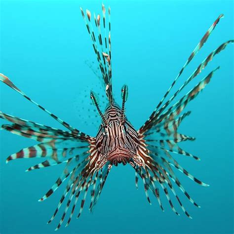 Lionfish Invasion: Density-Dependent Population Dynamics