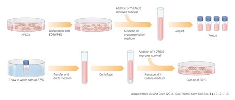 Freezing Cells - campestre.al.gov.br