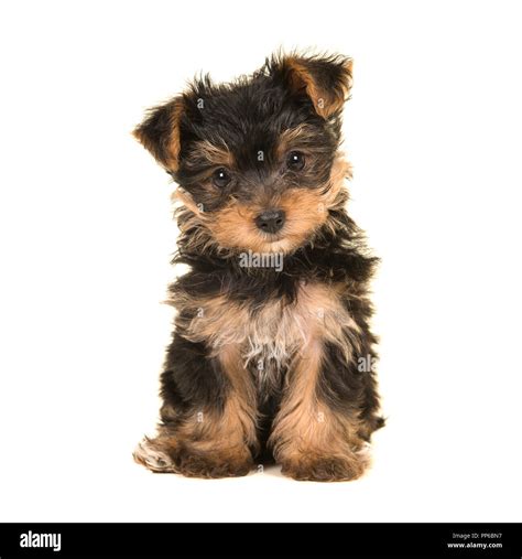 Yorkie puppy hi-res stock photography and images - Alamy