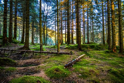 Free photo: Forest in Norway - Drammen, Forest, Forested - Free ...