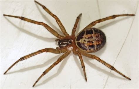 Résultat de recherche d'images pour "araignée veuve noire morsure" | Spider, Dangerous spiders ...