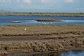 Category:Karavasta Lagoon - Wikimedia Commons