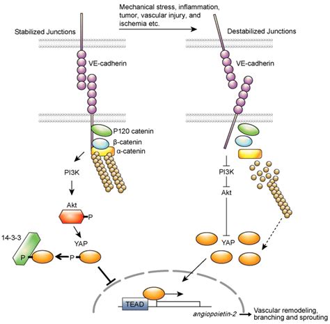 YAP may be maintained in inactivated state by VE-cadherin-PI3/Akt... | Download Scientific Diagram