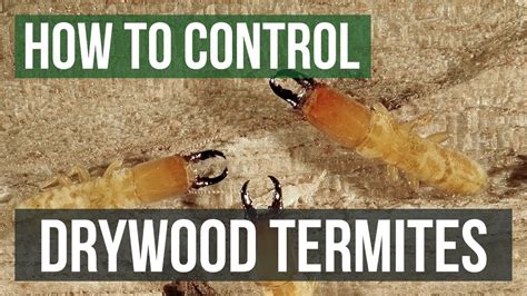 How to Control Drywood Termites - YouTube