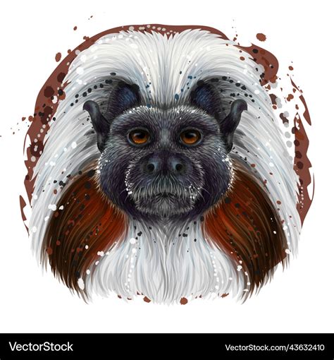 Cotton-top marmoset color portrait Royalty Free Vector Image