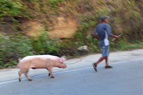 Running Pig