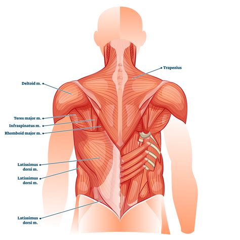 4 Best Pull Up Variations For Back Musculature (with Pictures ...