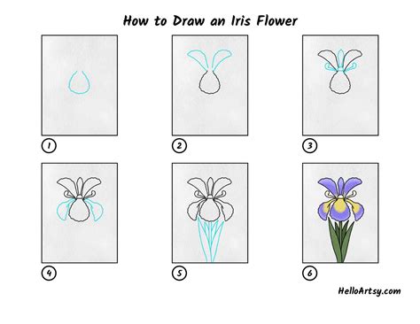 How to Draw an Iris Flower - HelloArtsy