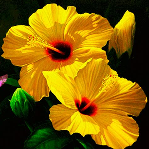 Yellow Flowers LWP