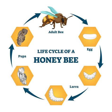 The Honey Bee Life Cycle: Learn About Each Incredible Stage - Minneopa Orchards