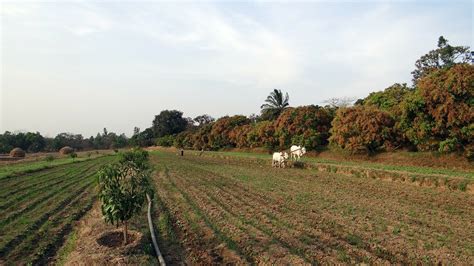 Here Is a Solution for Crop Residue Burning Problem - Research Stash