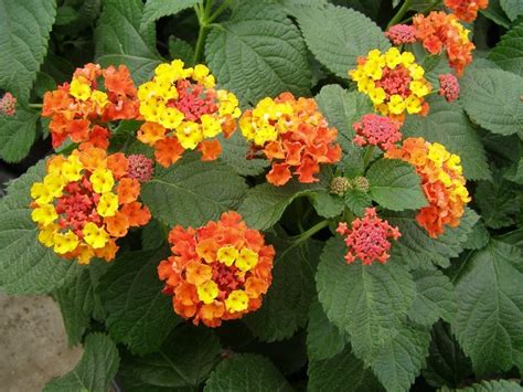 Lantana, Desert Sunset (Lantana camera) seeds -(10) | Deer proof plants ...