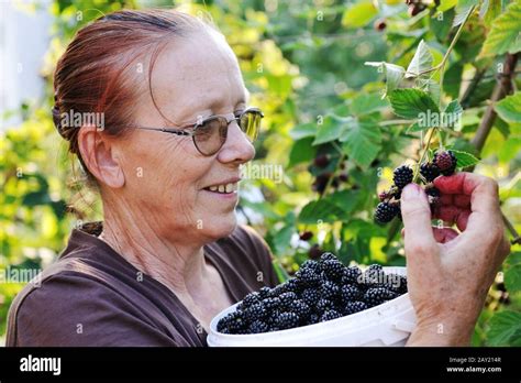 Blackberry harvest collecting Stock Photo - Alamy