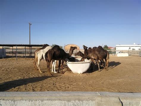 Desert Gate Tourism L.L.C. (Dubai) - 2020 All You Need to Know BEFORE You Go (with Photos ...